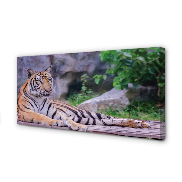 Canvas print Tiger in a zoo