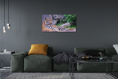 Canvas print Tiger in a zoo