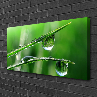 Canvas print Grass dew drops floral green