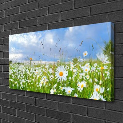 Canvas print Meadow daisies nature white yellow green blue