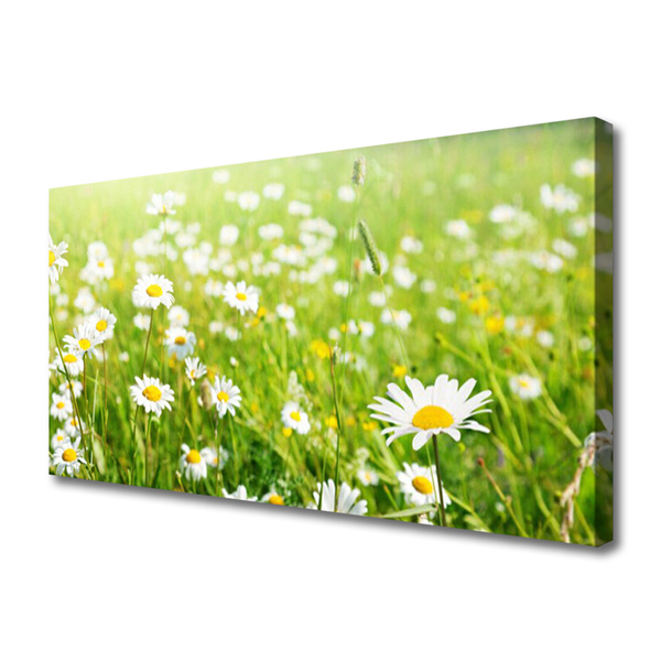 Canvas print Meadow daisies nature white yellow green