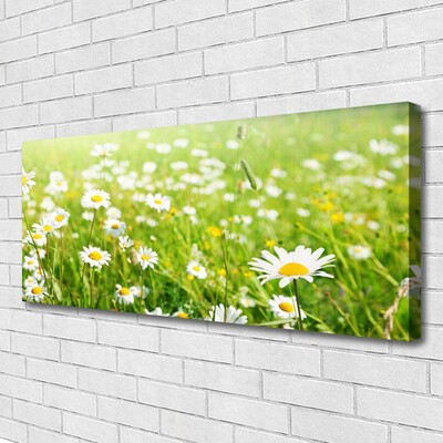 Canvas print Meadow daisies nature white yellow green