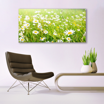 Canvas print Meadow daisies nature white yellow green