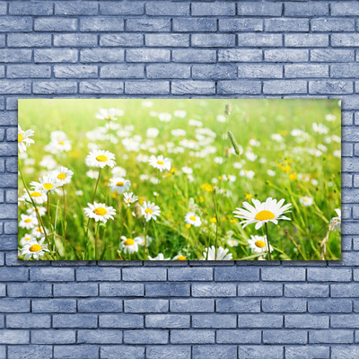 Canvas print Meadow daisies nature white yellow green