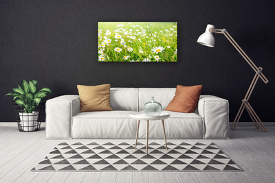 Canvas print Meadow daisies nature white yellow green