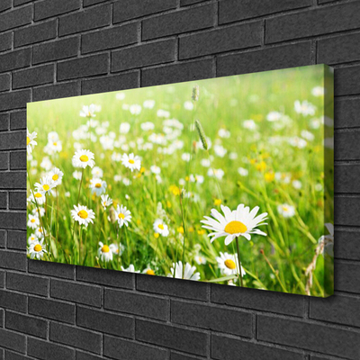 Canvas print Meadow daisies nature white yellow green