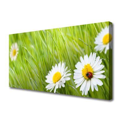 Canvas print Grass daisies nature white green