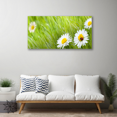 Canvas print Grass daisies nature white green