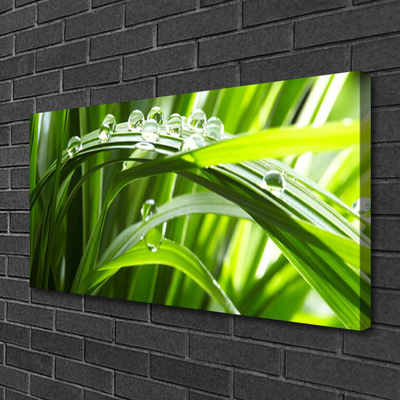 Canvas Wall art Grass water drops nature green