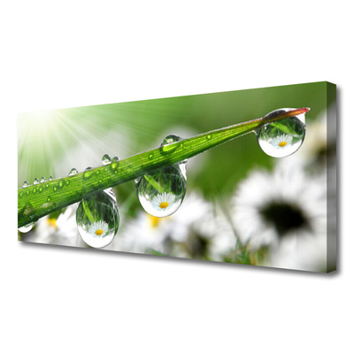 Canvas Wall art Grass dew drops nature green