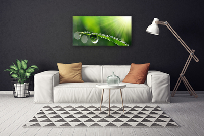 Canvas Wall art Grass dew drops floral green