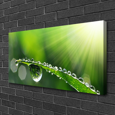 Canvas Wall art Grass dew drops floral green