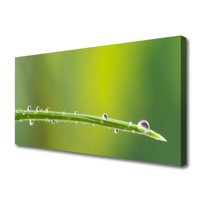 Canvas Wall art Grass dew drops floral green