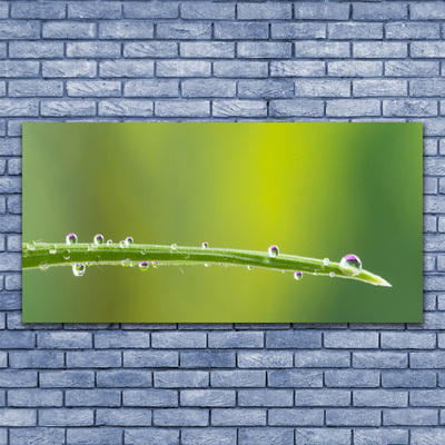 Canvas Wall art Grass dew drops floral green