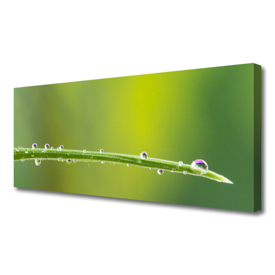 Canvas Wall art Grass dew drops floral green