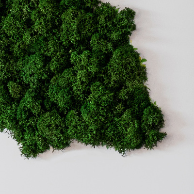 Wall moss art Tree with roots on a white background