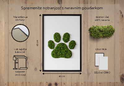 Living moss wall art Paw print