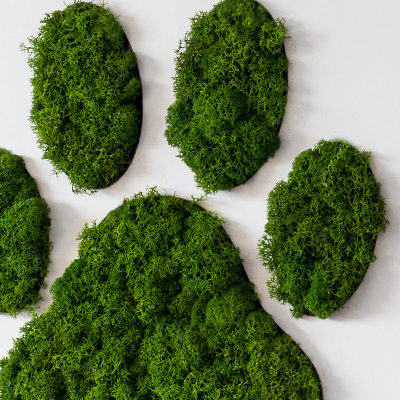 Living moss wall art Paw print