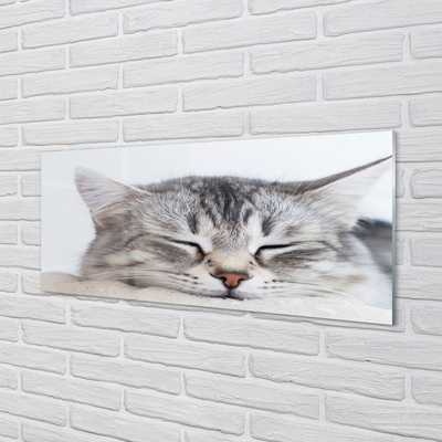 Glass print Sleeping cat