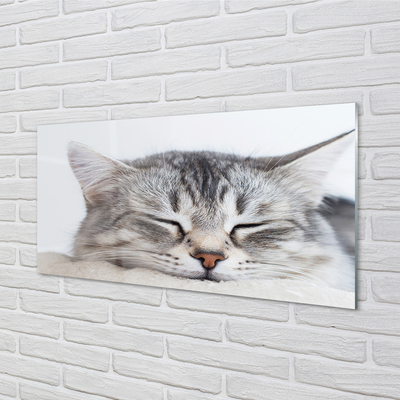 Glass print Sleeping cat