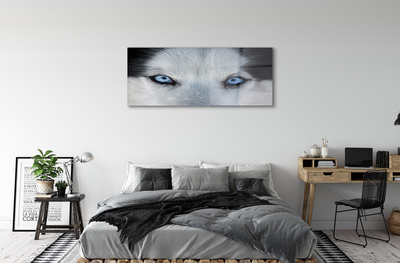 Glass print Wolf eyes