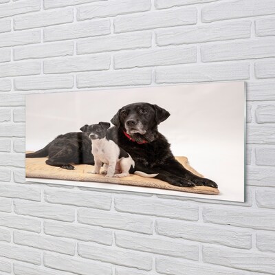 Glass print Coated dogs