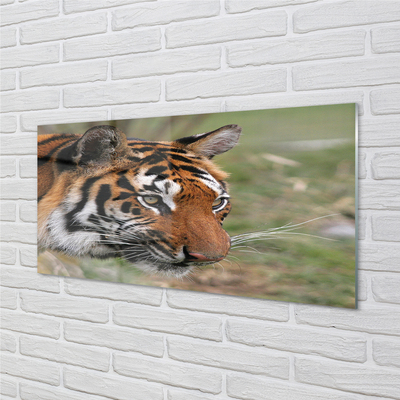 Glass print Tiger woods