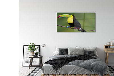 Glass print Parrot on a branch colored