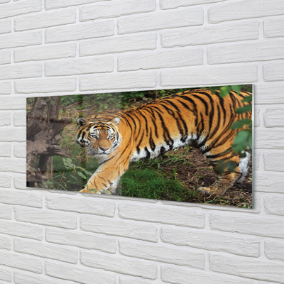 Glass print Tiger woods