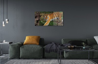 Glass print Tiger woods