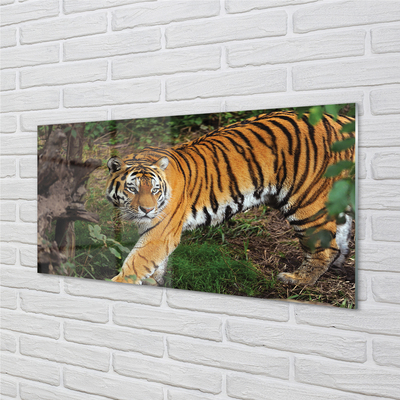 Glass print Tiger woods