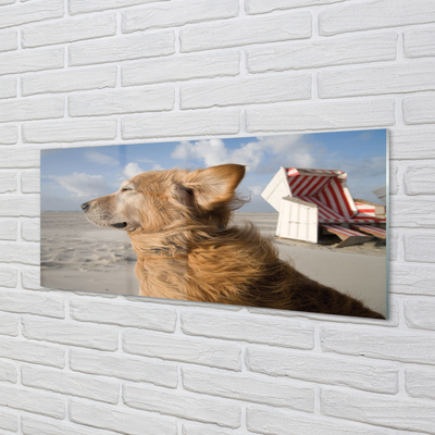 Glass print Brown dog beach