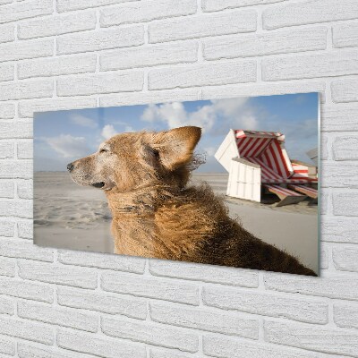 Glass print Brown dog beach