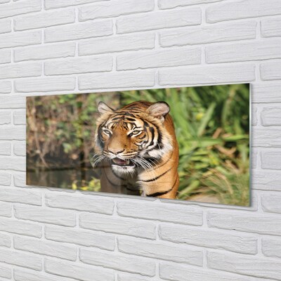 Glass print Tiger woods