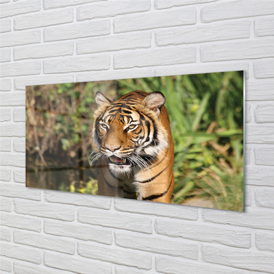 Glass print Tiger woods