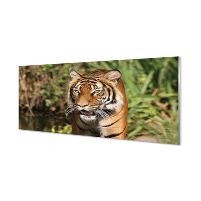 Glass print Tiger woods