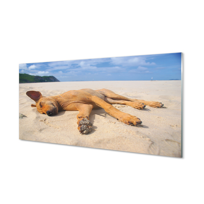 Glass print Put dog beach