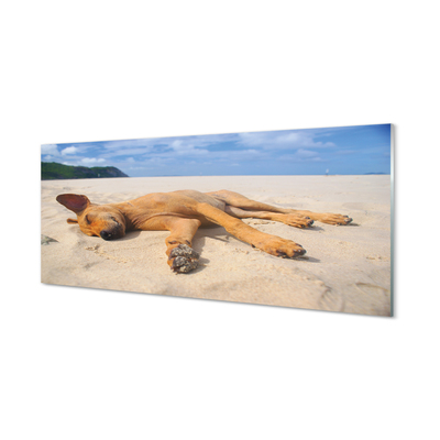Glass print Put dog beach