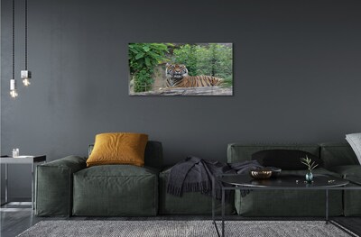 Glass print Tiger woods
