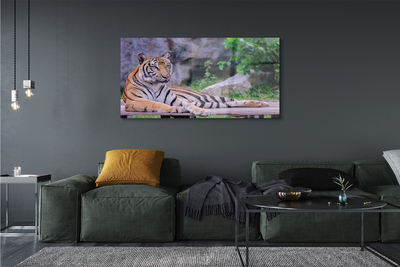 Glass print Tiger in a zoo
