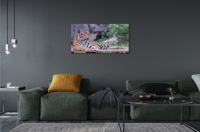 Glass print Tiger in a zoo