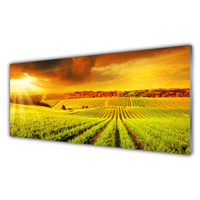 Glass Print Field sunset landscape green yellow