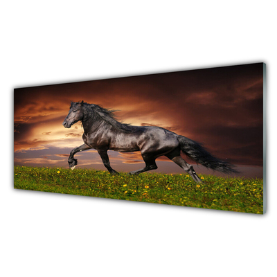 Glass Print Black horse meadow animals black green red