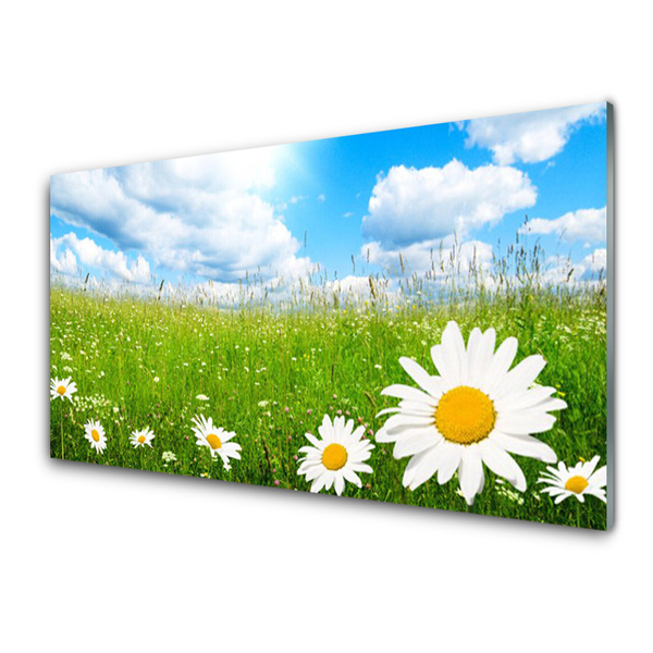 Glass Print Daisy grass nature white yellow green