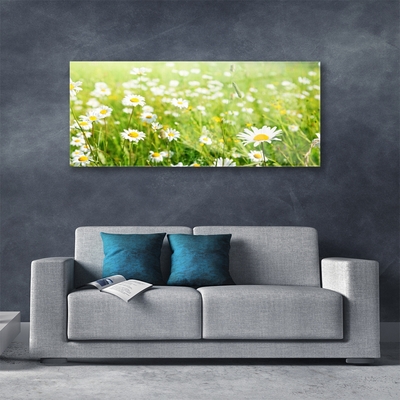 Glass Print Meadow daisies nature white yellow green