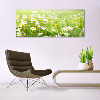 Glass Print Meadow daisies nature white yellow green