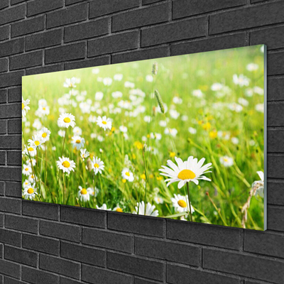 Glass Print Meadow daisies nature white yellow green