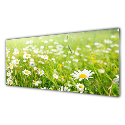 Glass Print Meadow daisies nature white yellow green