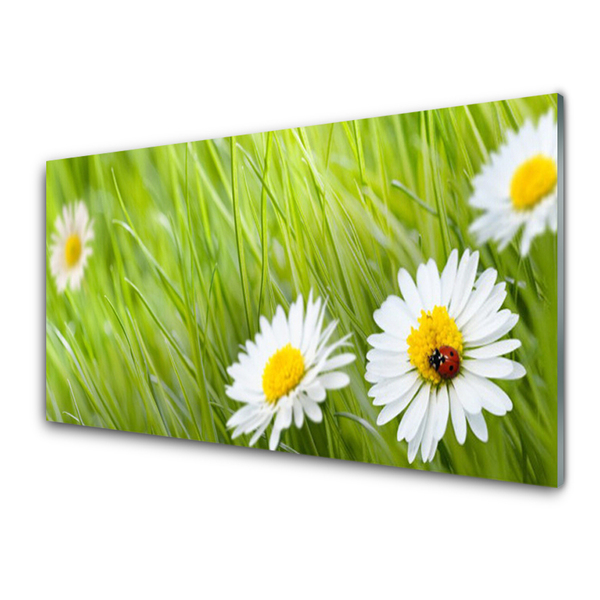 Glass Print Grass daisies nature white green