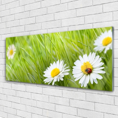 Glass Print Grass daisies nature white green